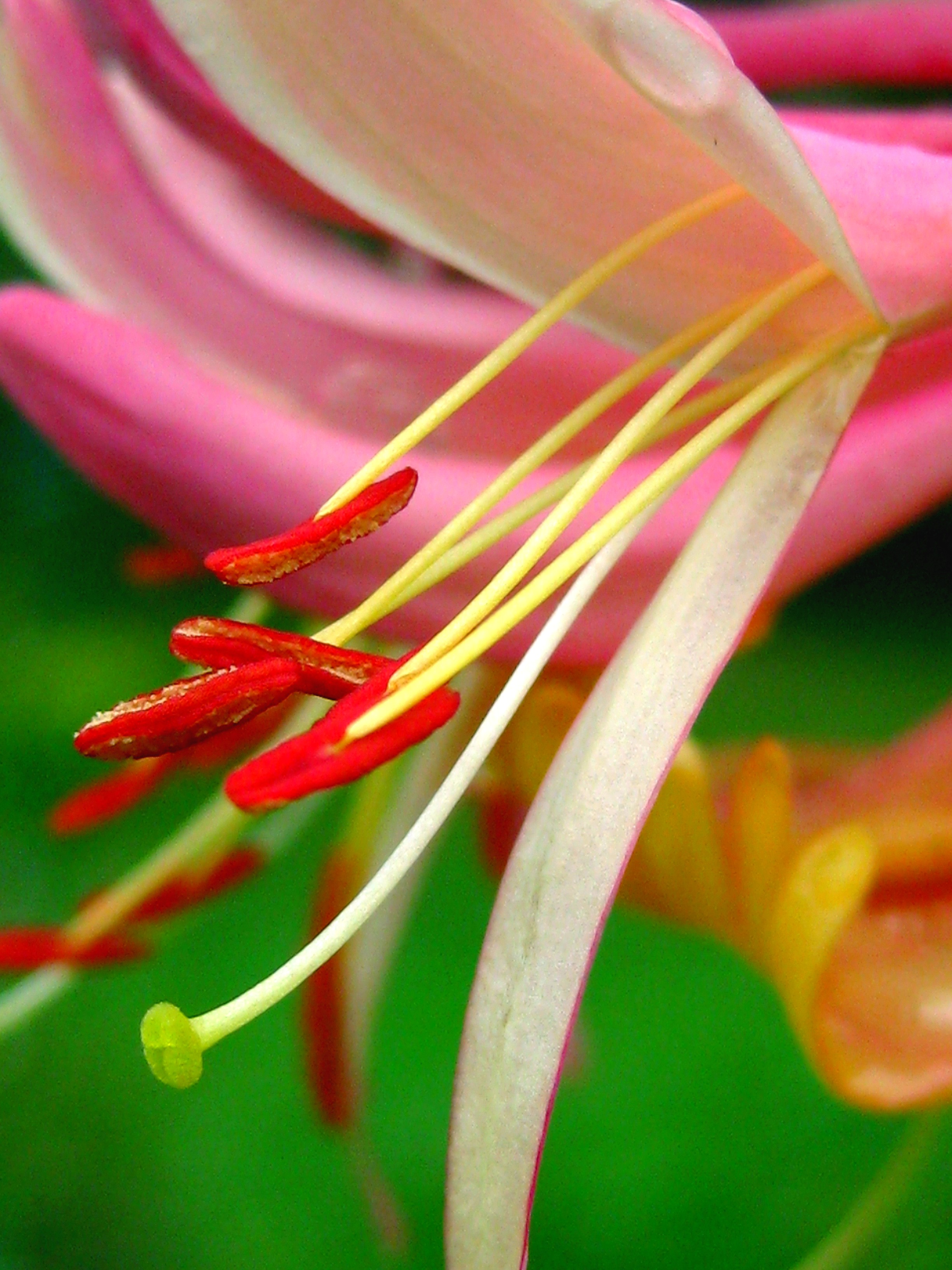 پیچ امین الدوله